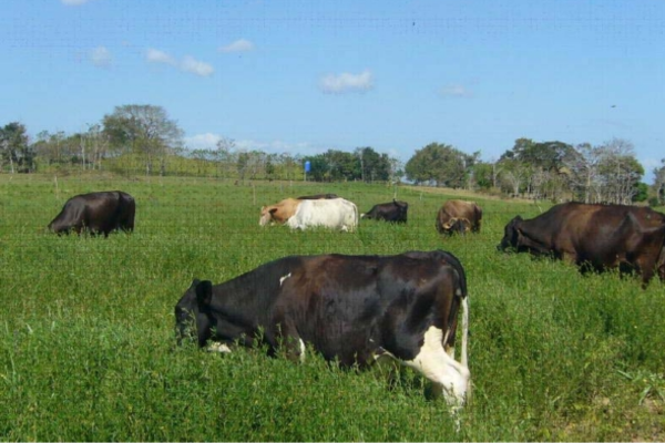Hạt giống cỏ Ubon Stylo được dùng trong chăn nuôi vỗ béo