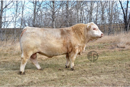 Tinh bò Charolais CJC Symbol Y771 P – 0200CH50709