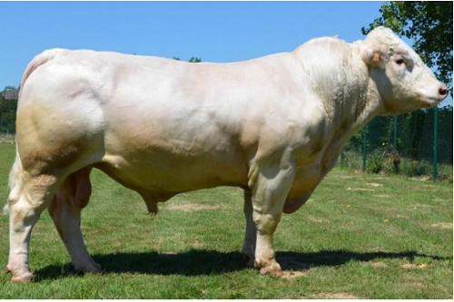 Tinh bò Charolais Goujon P – FR 4241812583