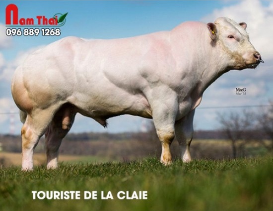 Tinh bò BBB Touriste De La Claie – BE 156099056