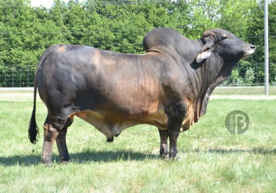 Tinh bò Brahman Mr. Canadian TWO Y – 0200BR80104