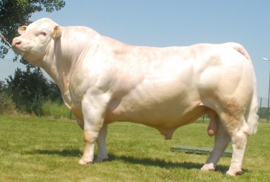 Tinh bò Charolais Eddy P – 7121670990