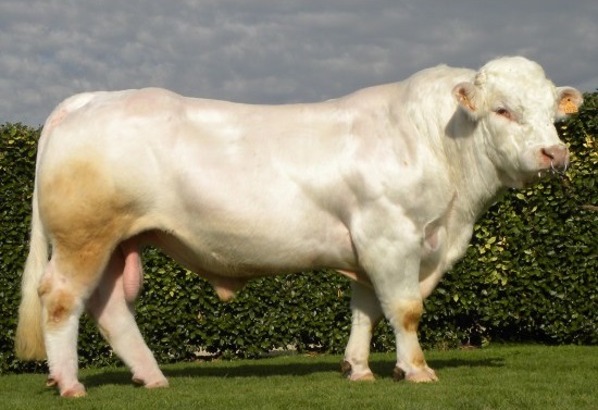 Tinh bò Charolais Forez – FR4241702236