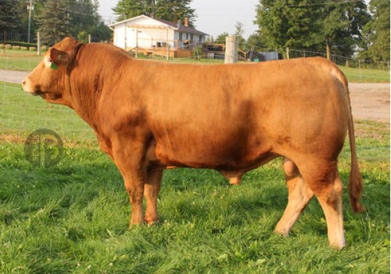 Tinh bò Limousin WULFS ACCUMULATOR L131A – 0200LM60308