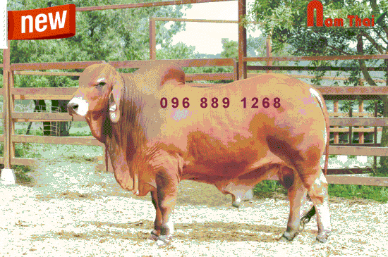 Tinh bò Red Brahman Nata Rich Hugo – BR80902