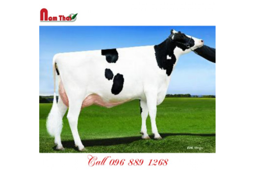 Tinh bò sữa HF - DE-SU 11782 TERRANOVA-ET