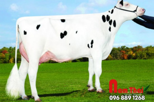Tinh bò sữa HF - DE-SU 12365 ENDEAVOR-ET