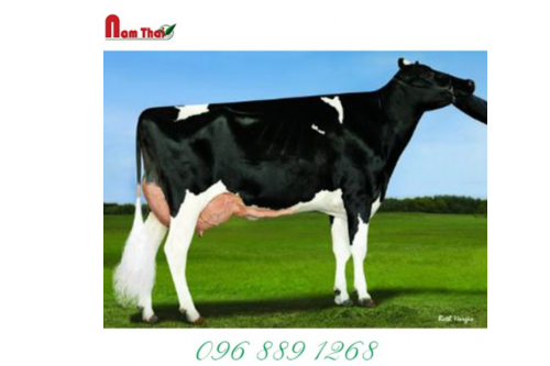 Tinh bò sữa HF - GLEN-TOCTIN SUPER LARGE-ET-HF