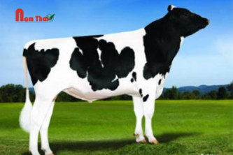 Tinh bò sữa HF LADYS-MANOR HALGN OMAHA-ET
