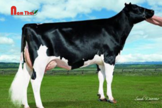 Tinh bò sữa HF Mỹ-CLEAR-ECHO INVINCABULL-ET