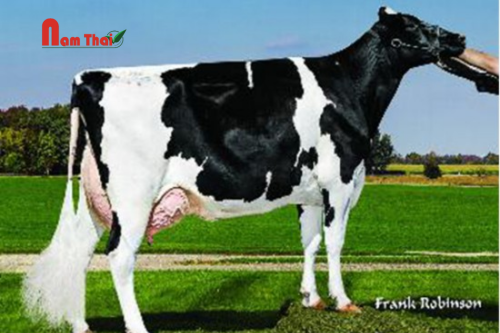 Tinh bò sữa HF Mỹ-WELCOME GERWYN-ET
