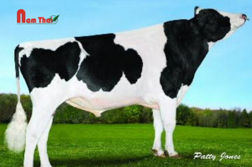 Tinh bò sữa HF - RYAN-CREST EMBASSY-ET