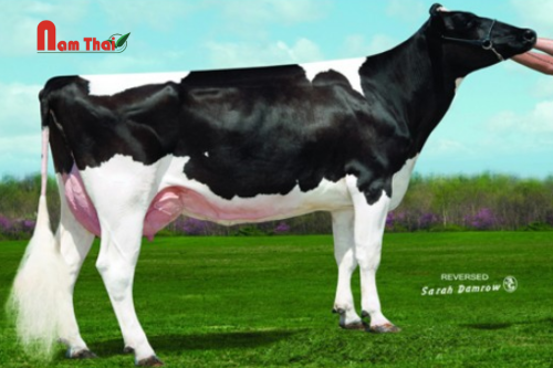 Tinh bò sữa HF - SULLHRTFORD ROADSHOW-ET