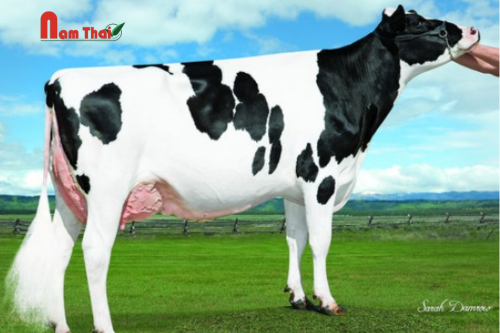 Tinh bò sữa HF - TRIPLECROWN PONTIFF-ET