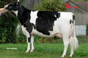Tinh bò sữa HF-VIDOCQ/ Pháp