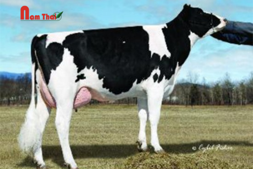 Tinh bò sữa HF - WA-DEL SUPER RENO-ET
