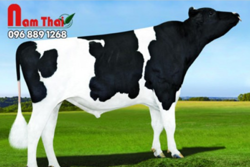 Tinh bò sữa HF - WINNING-WAY MOONRAKER